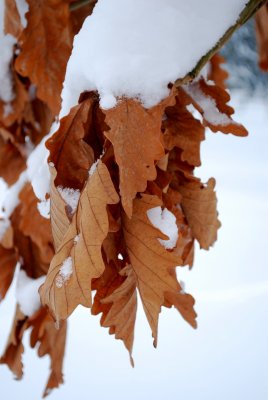 Quercus dentata - dub zubatý - zima